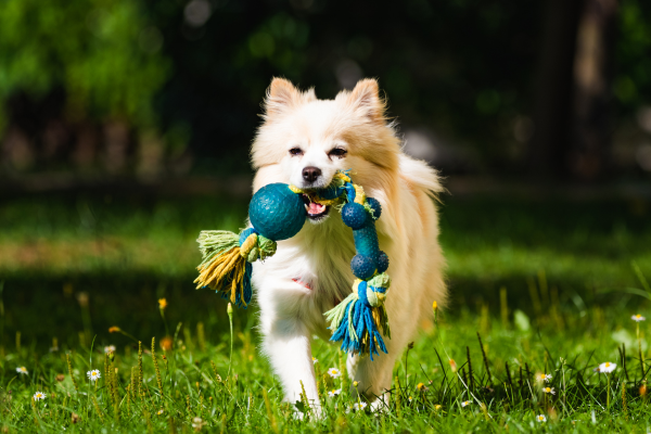 Atividades ao Ar Livre para Exercitar Seu Pet: Guia Completo para uma Vida Saudável e Feliz