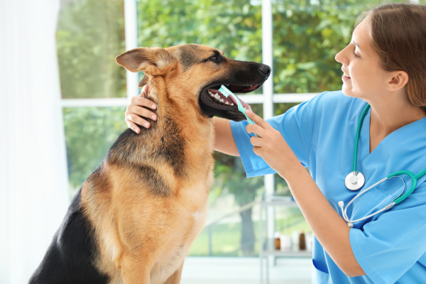 Cuidados com a Saúde Bucal dos Pets: Guia Completo para Manter o Sorriso do Seu Amigo de Quatro Patas