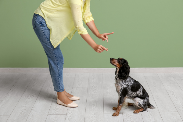 Dicas de Adestramento para Cães e Gatos em Casa